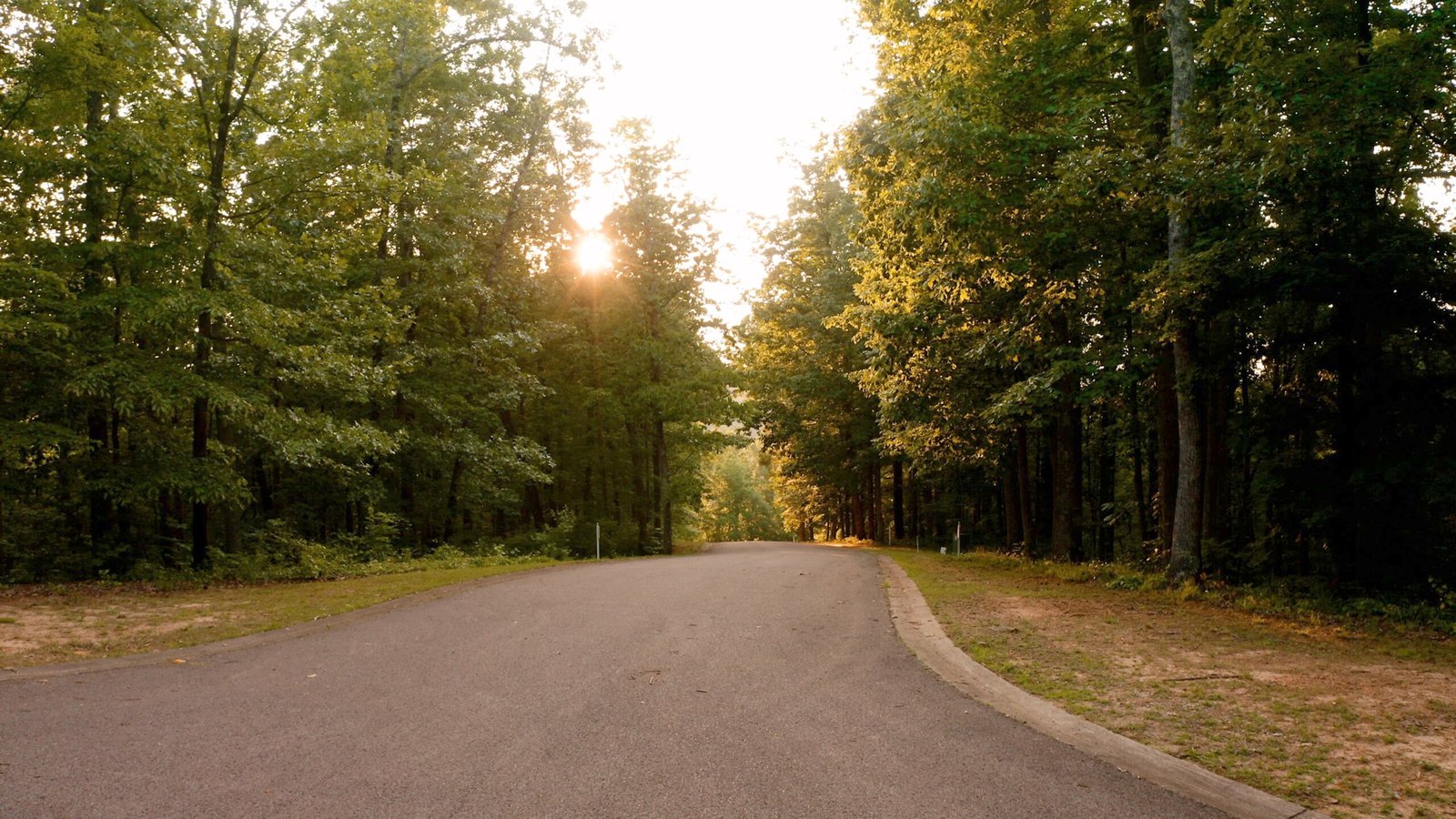 Sunlight filters through a lush canopy of green trees over a quiet, paved road winding through a peaceful forest landscape.